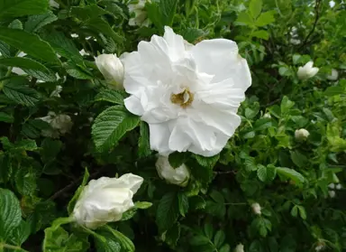 Rosa 'Blanc double de Coubert' white flower and dark green foliage.