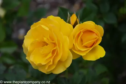 Rose 'Absolutely Fabulous' yellow flowers.