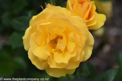 Rose 'Absolutely Fabulous' large yellow flower.