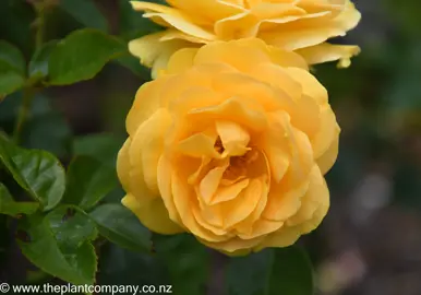 A large yellow flower on the Rose 'Absolutely Fabulous'.