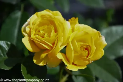 Gorgeous yellow flowers and green foliage on Rose 'Absolutely Fabulous'.