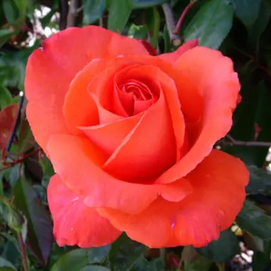 standard-rose-alexander-1