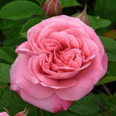 Rose 'Amelia' pink flower.