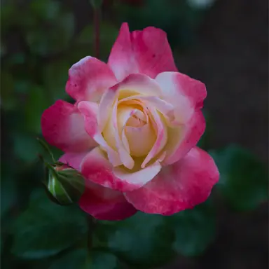 Rose 'Andrea Jane' flower.