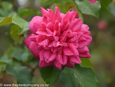 An exquisite dark pink flower on Rose 'Archiduc Joseph'.