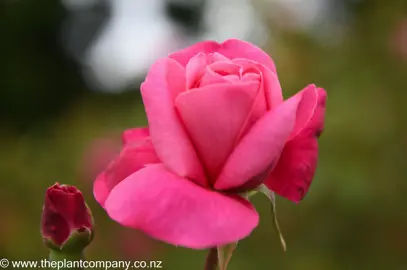 Pink flower on Rose 'Archiduc Joseph' plant.