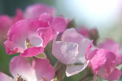 Rose 'Ballerina' with pink and white flowers.