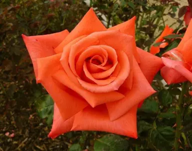 Rose 'Beauty Star' orange flower.