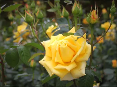 Rose 'Berolina' shrub with yellow flowers.