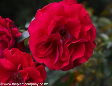 Rose 'Bert Mulley' rose-pink flower.