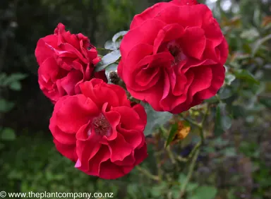 A cluster of Rose 'Bert Mulley' pink flowers.