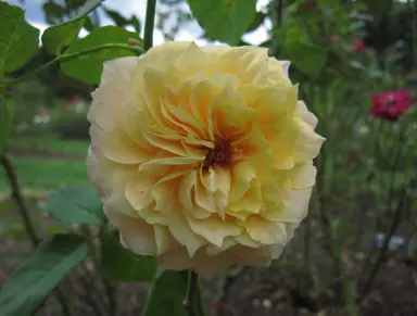 Rose 'Beryl Bach' beautiful cream-coloured flower.