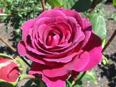 rose-big-purple-