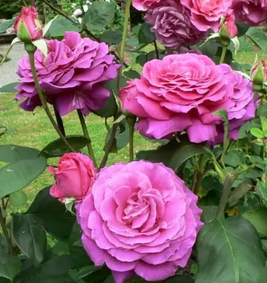 rose-big-purple-1