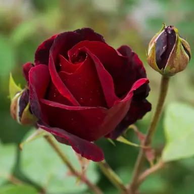 rose-black-beauty-