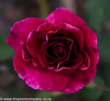 Beauitful purple flower on Rose 'Blackberry Nip'.