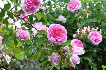 Rose 'Blairii No-2' climbing rose with pink flowers.