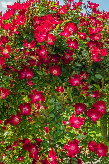 Rose 'Bloomfield Courage' with red flowers.