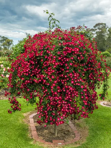 Rose 'Bloomfield Courage' on a trellis with red flowers.