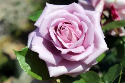 Rose 'Blue Moon' flower.