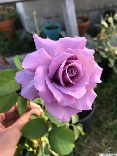 Rose 'Blue Sky' flower.