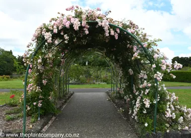 Rose 'Blush Noisette' growing on a pergola.