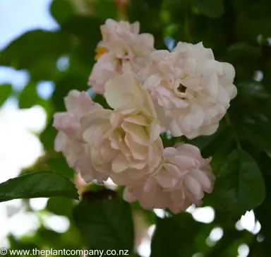 Rose 'Blush Noisette' pink flowers.