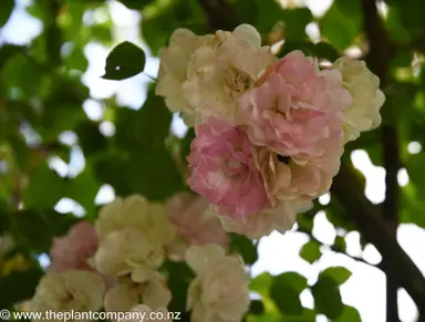 A cluster of Rose 'Blush Noisette' pink and white flowers.