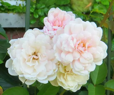 An exquisite cluster of Rose 'Blush Noisette' pink and white flowers.