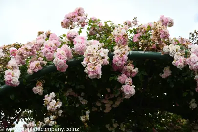 Rose 'Blush Noisette' growing on a pergola with masses of pretty flowers.