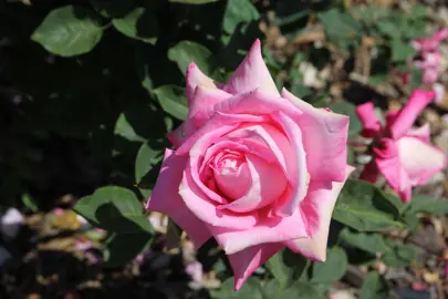 Rose 'Bobby Charlton' pink flower and green foliage.