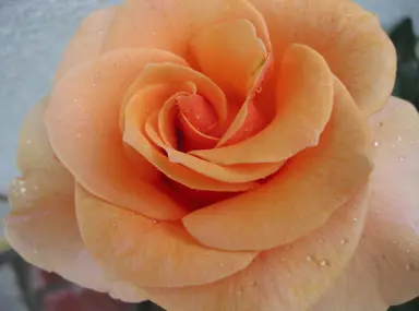 Rose 'Brandy' orange flower.