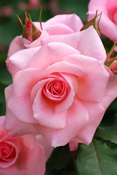 rose-bridal-pink-2