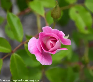 Rose 'Brilliant Pink Iceberg' pink buds starting to open.