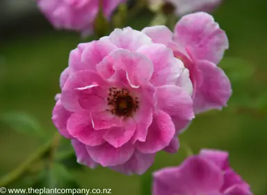 Rose 'Brilliant Pink Iceberg' pink flower.