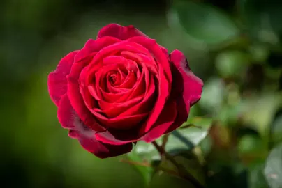 Rose 'Bulls Red' flower.