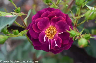 Purple flowers on Burgundy Iceberg Rose.