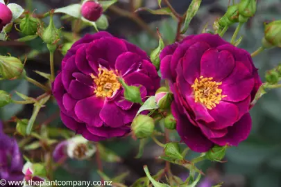 Burgundy Iceberg Rose with dark purple flowers.