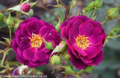 Dark purple flowers showcased on a Burgundy Icebery Rose plant.