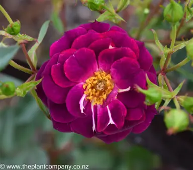 Beautiful dark purple flowers on a Burgundy Icebery Rose plant.