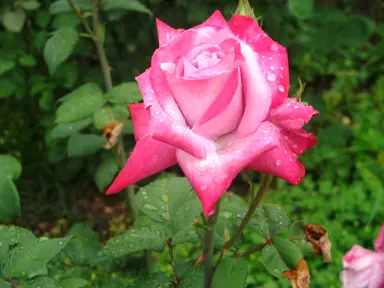 Rose 'Burning Sky' pink and red flower.