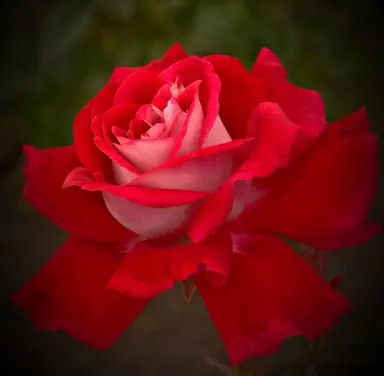 Rose 'Candella' red flower.