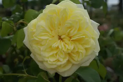 climbing-rose-casino-2