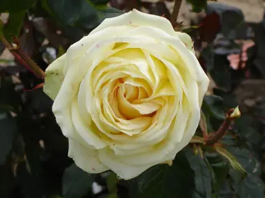 Rose 'Celtic Cream' flower.