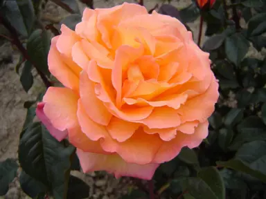 Rose 'City Of Auckland' peach-coloured flowers.