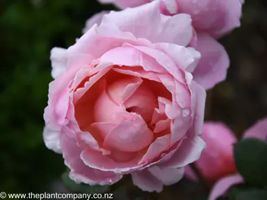 A pink flower on the rose variety Claire.