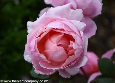 Pink flowering Rose variety Claire with beautiful and fragrant flowers.