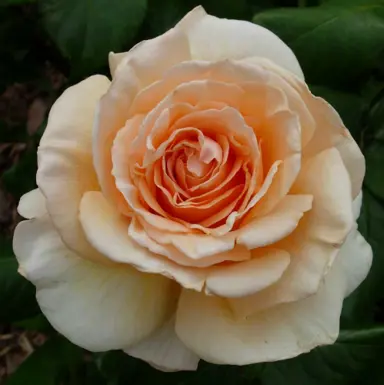 Rose 'Clodagh Mcgredy' peach-coloured rose.