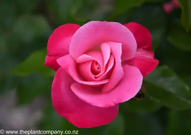 A tight, pink flower bud on Rose 'Color Magic'.