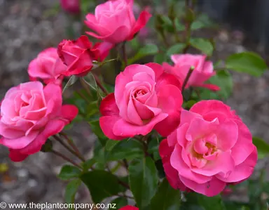 A cluster of pink flowers on Rose 'Color Magic'.